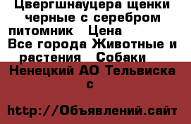 Цвергшнауцера щенки черные с серебром питомник › Цена ­ 30 000 - Все города Животные и растения » Собаки   . Ненецкий АО,Тельвиска с.